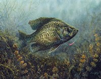 Black Crappie Fine Art Print