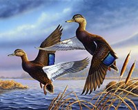 Black Mallards Fine Art Print