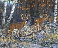 Buck And A Half Fine Art Print