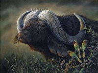 Caped Buffalo Fine Art Print
