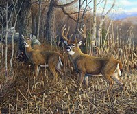 Heading For Cover Fine Art Print