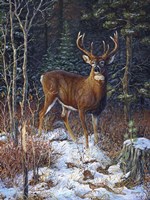 Last Light Fine Art Print