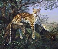 Leopard's Domain Fine Art Print
