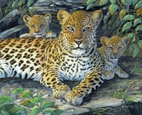 Leopards' Lair Fine Art Print