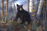 Lord Of The Timberline Fine Art Print