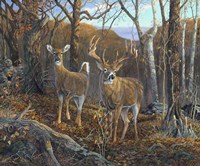 Oak Ridge Trophy Fine Art Print