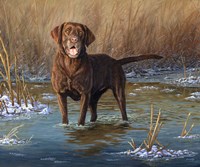 Top Dog Fine Art Print