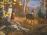 Boss Buck Fine Art Print
