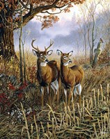 Country Treasures Fine Art Print