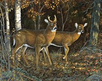 October Shadows Fine Art Print