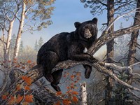 Lazy Afternoon Fine Art Print