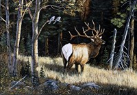 Elk Fine Art Print
