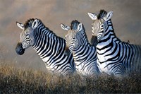 Protecting The Foal Fine Art Print