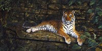 Temple Tigress Fine Art Print