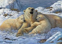 Snow Bears Fine Art Print