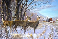 King & His Court Fine Art Print