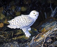 Where Did He Go Fine Art Print