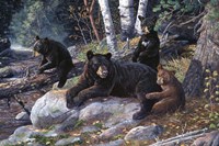 Wisdom Of The Woods Fine Art Print