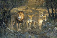 Pride Of Africa Fine Art Print