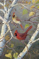 Cardinals In Birch Fine Art Print