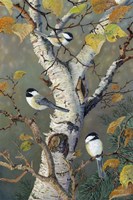Chickadees In Birch Fine Art Print