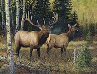 Singing Wilderness Fine Art Print