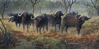 Cape Buffalo Fine Art Print
