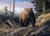 Mountain Winds Grizzly Fine Art Print