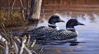 Beaver Pond Loons Fine Art Print