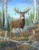 Dream Buck Fine Art Print