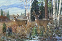 Tall Timber Bucks Fine Art Print