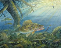 Walleye Fine Art Print
