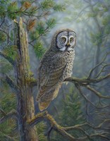 Gray Dawn Owl Fine Art Print