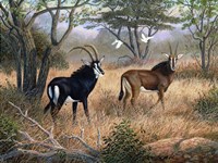 Watchful Companions Fine Art Print