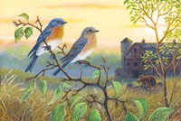 True Blue Bluebird Fine Art Print