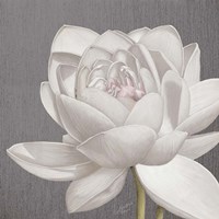 Vintage Lotus on Grey II Fine Art Print