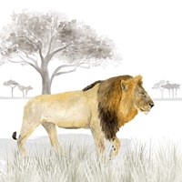 Serengeti Lion Square Framed Print