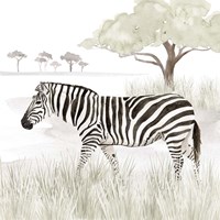 Serengeti Zebra Square Framed Print