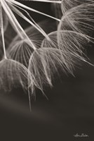 Goatsbeard I Fine Art Print