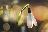 Snowdrops III Fine Art Print