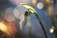 Snowdrops IV Fine Art Print