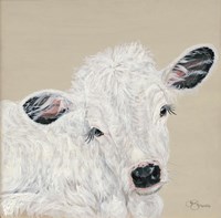 White Calf Fine Art Print