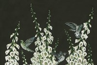 Hummingbirds Fine Art Print