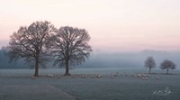 Sheep on a Cold Morning Fine Art Print