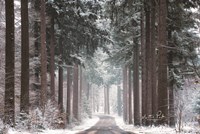 Pines in Winter Dress Fine Art Print