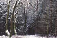 Gate to the Dark World Fine Art Print