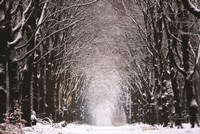 Winter Tunnel Fine Art Print