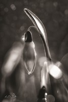 Snowdrops in Black & White Fine Art Print