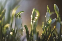 Snowdrops II Fine Art Print