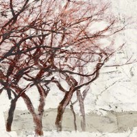 Rusty Trees I Fine Art Print